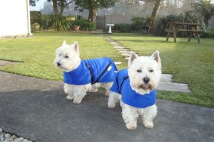 Waterproof coats deals for westies